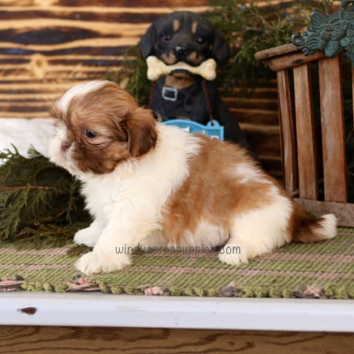 Cooper